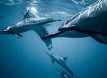 乐鱼VIP注册指南：畅享专属特权与高额福利